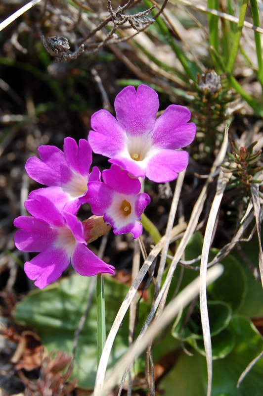 Primula polliniana (=Primula spectabilis) / Primula meravigliosa